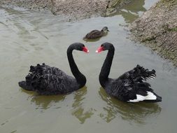 black swans on the lake