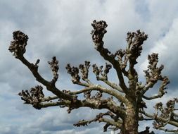 extraordinary tree abs grey like sky