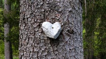 white heart on a tree trunk