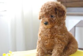 soft toy as a living