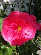 Red Rose Blooming Flowers close