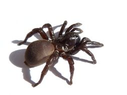 big tarantula as a picture for clipart