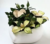 potted plants for Mother's Day