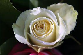 White Rose Blossom close romantic