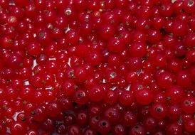 harvested red currant berries