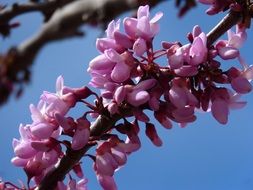 blooming purple cercis