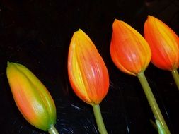 Bouquet of the colorful tulip flowers