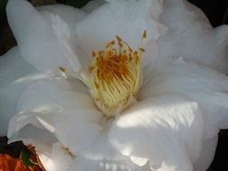 white camellia close-up