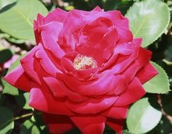 chic Rose Red Flower