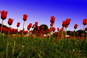 field with red tulips