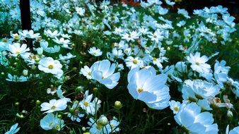 Flower Natural