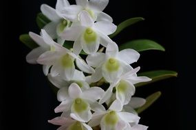 white cattleya is a perennial plant