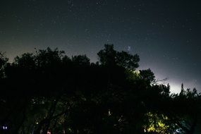 stars in the night sky behind the trees