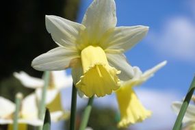 delicate narcissus in spring