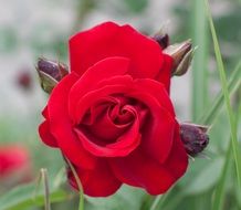 red scarlet rose