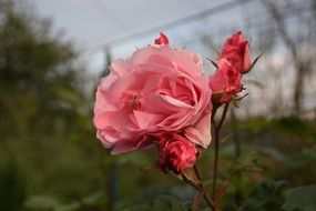 Rose Flowers Pink