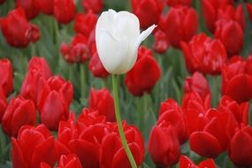 beautiful white tulip among red ones