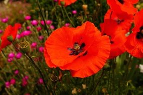 A lot of red poppies in a garden