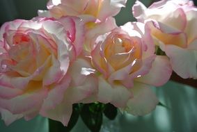 pink and white roses for romance