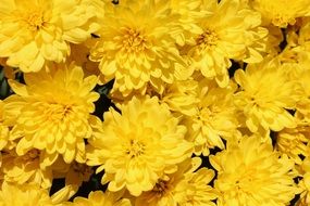 Lots of Yellow Flowers