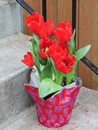 Valentines Day Tulips