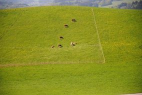 Pasture Cows