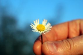 Tiny margaret flower