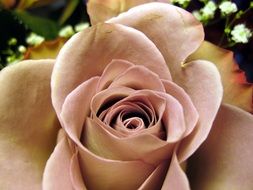 pastel rose close-up