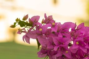 branch with pink flowers on blurred background