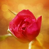 Rose Red Rose Flower Single Rose
