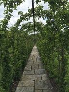 romantic green alley