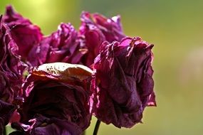 Beautiful violet wilted rose flowers in summer