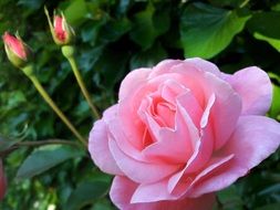 pink rose with buds on a green bush in the garden