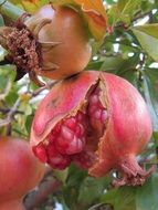 open Pomegranate Fruit on branch