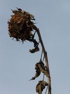 dried sunflower on a background of blue sky