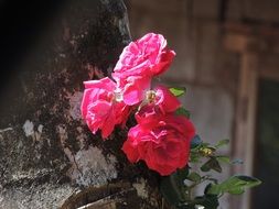 pink roses on a dark background