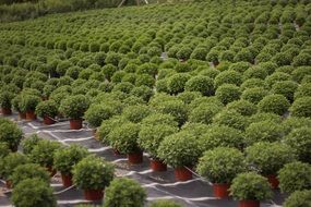 lot of green potted plants outdoor