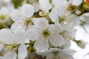 Flowers of Cherry Tree, macro