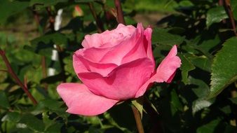 pink rose among green bushes