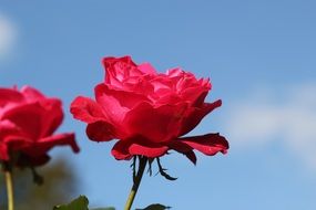 Beautiful red roses in a garden close-up on blurred background