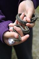 closeup view of little snake in the hands