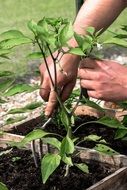 gardener plants a plant in the ground