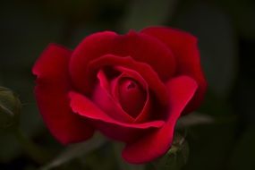 perfect delicate rose