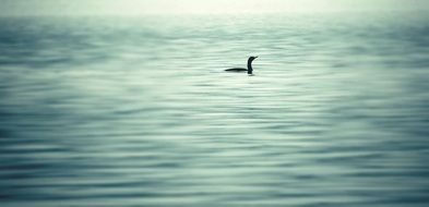 black Goose on calm Water