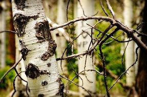 carved initials on the tree bark