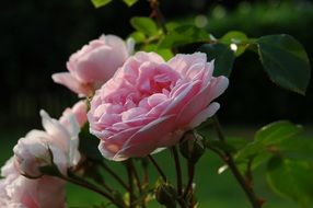 Pink rose flowers and green leaves