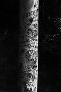 inscriptions of lovers on a birch