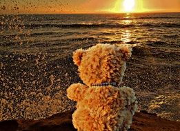 soft bear near the lake at sunset