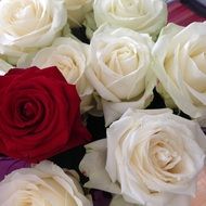 white roses and one red rose in a bouquet