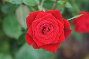 red rose on the shrub